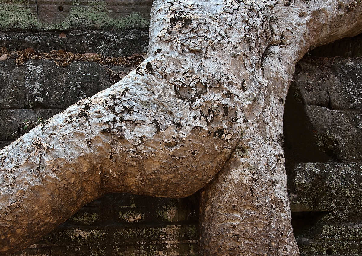 _DSC9263w