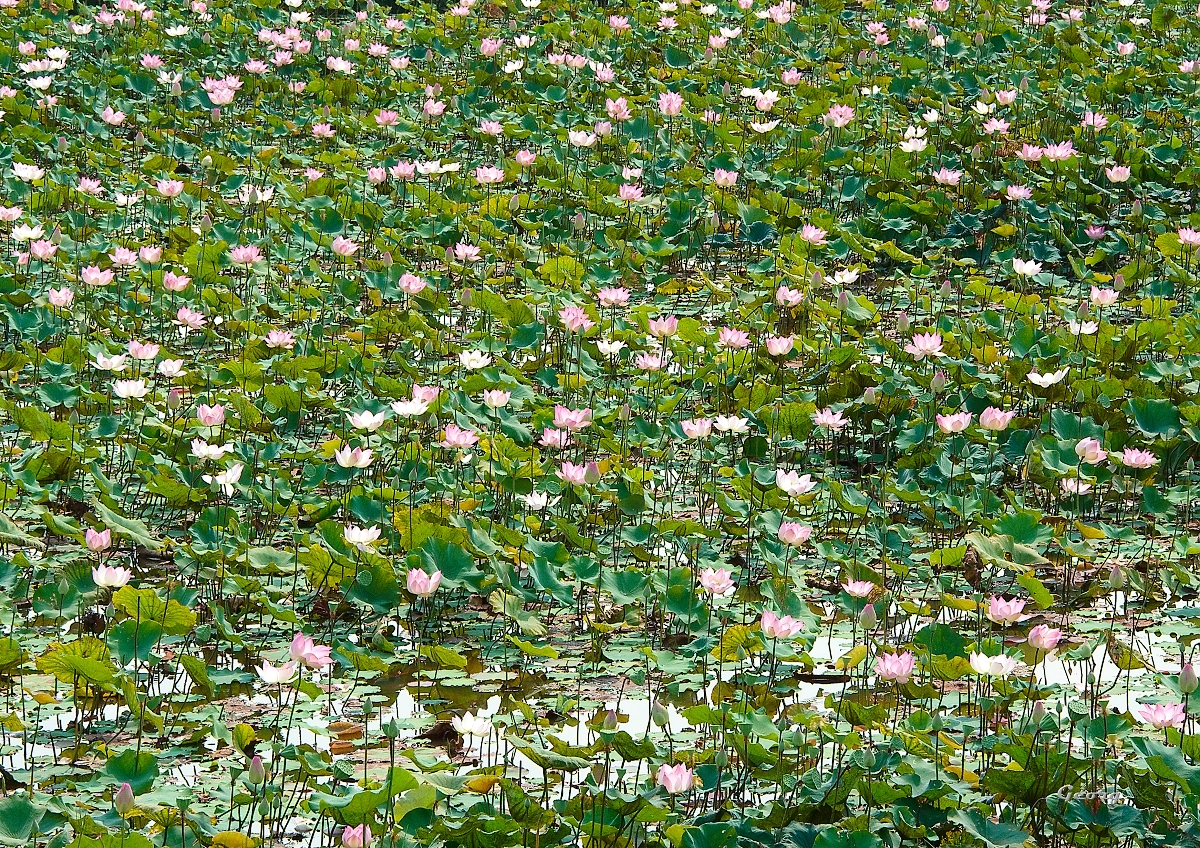 _DSC9528w